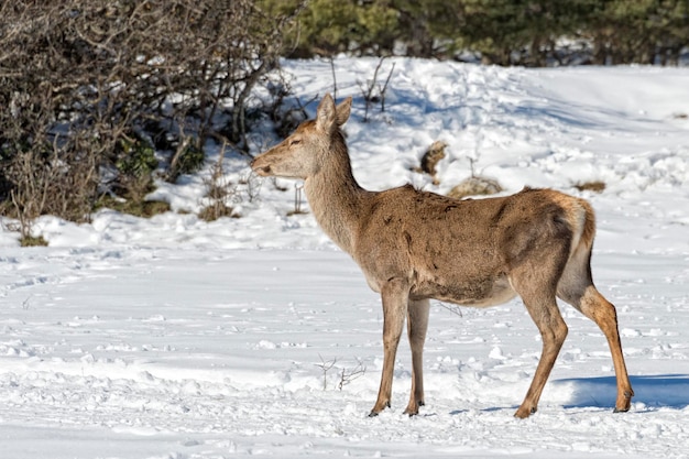 Herten op de sneeuwachtergrond