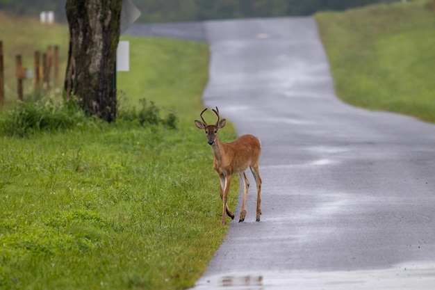 Foto herten op de weg.