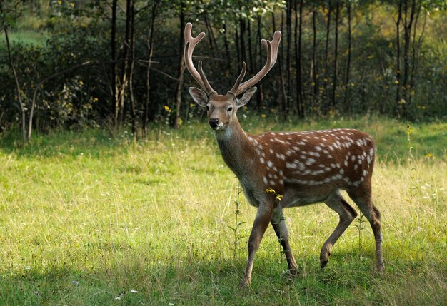 Herten op een achtergrond van wilde natuur