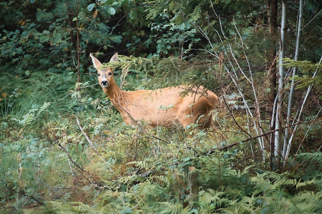 Herten op een open plek voor het bos kijkend naar de kijker Wildlife waargenomen