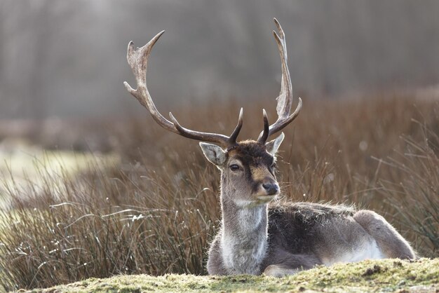 Herten op een veld