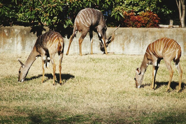 Foto herten op het grasveld in de dierentuin