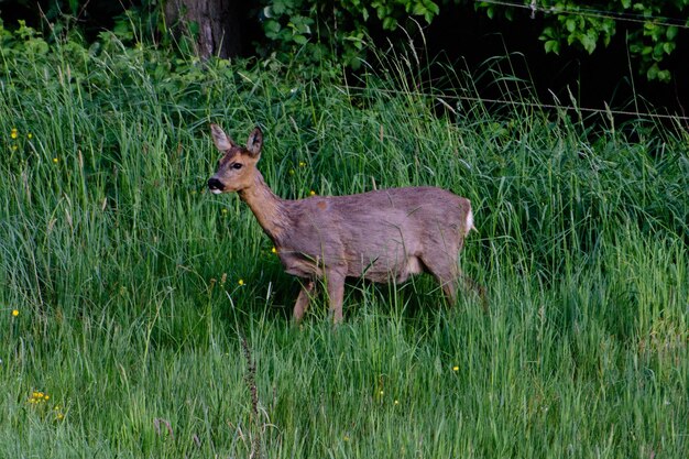 Foto herten op het grasveld