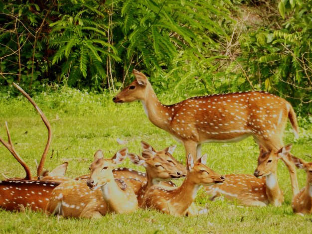 Foto herten op het grasveld