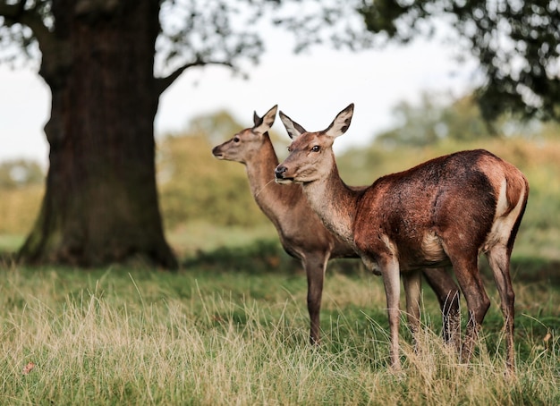 Herten op het grasveld
