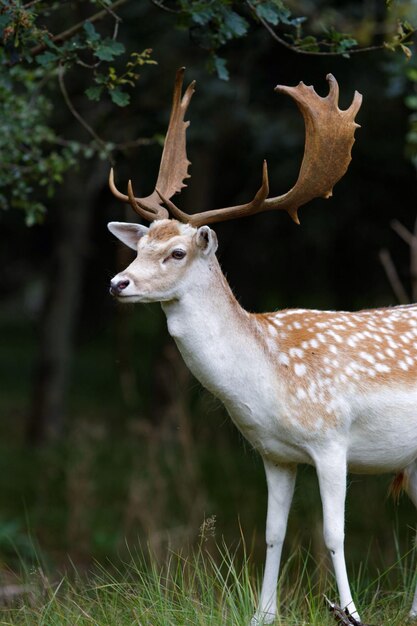 Foto herten op het grasveld