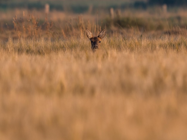 Foto herten op het grasveld