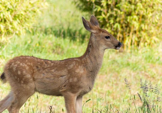 Herten op het grasveld