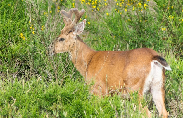 Herten op het grasveld