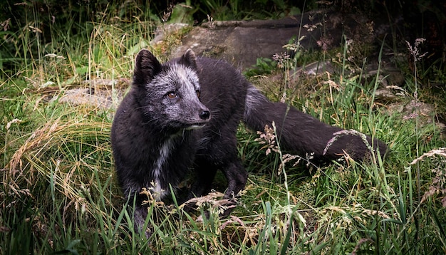 Foto herten op het grasveld