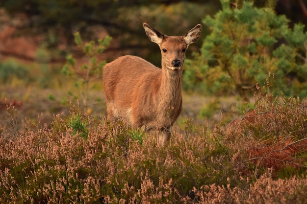 Herten op het veld in het bos