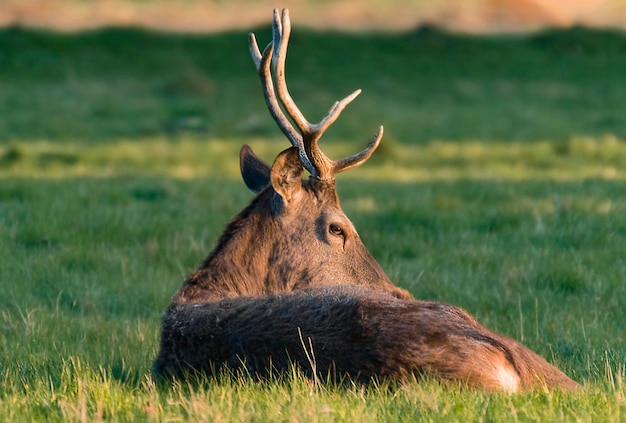 Foto herten op het veld