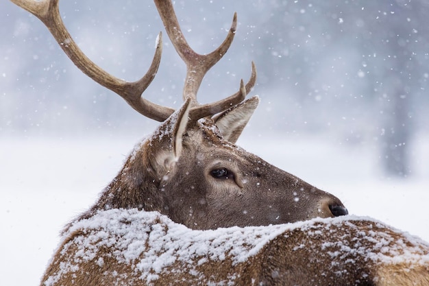 Foto herten op sneeuw bedekt land