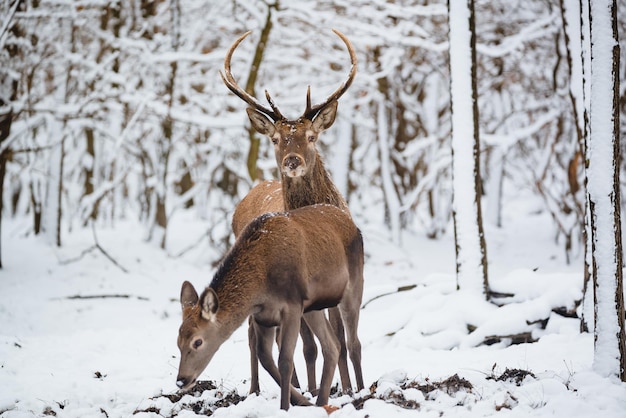 Herten op sneeuw bedekt land
