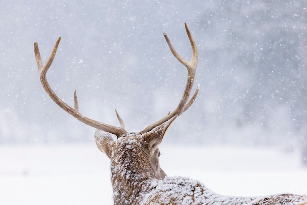 Foto herten op sneeuw bedekt land