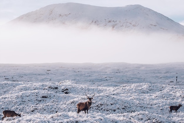 Herten op sneeuw bedekt landschap tegen de berg