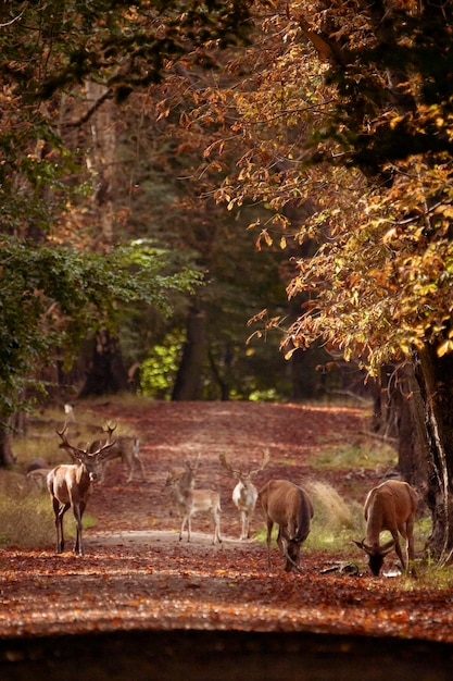 Herten op weg in bos