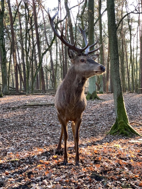 Herten staan in een bos.