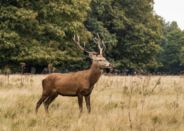 Herten staan in een veld.