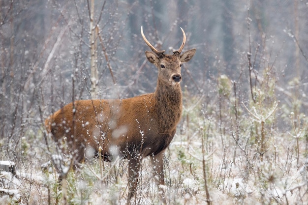Herten staan in het bos tijdens de winter