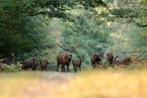 Herten staan in het bos.