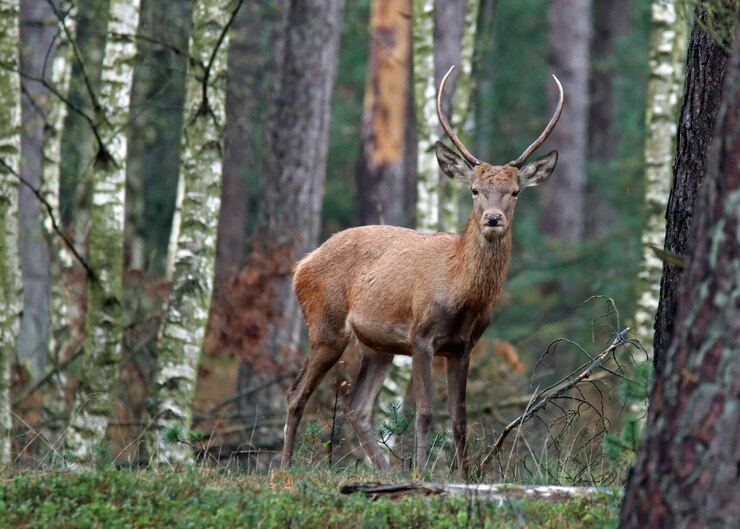 Foto herten staan in het bos.