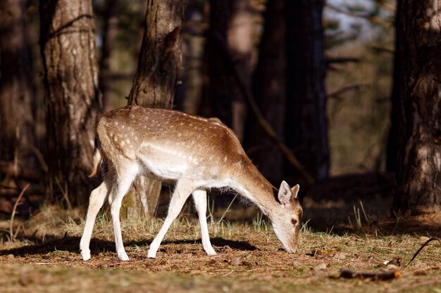 Foto herten staan in het bos.