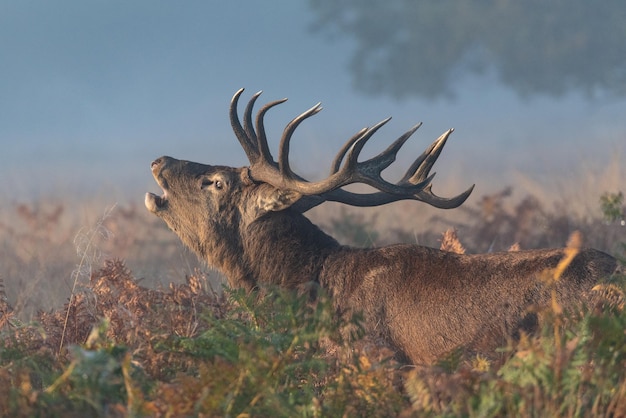 Herten staan in het veld.