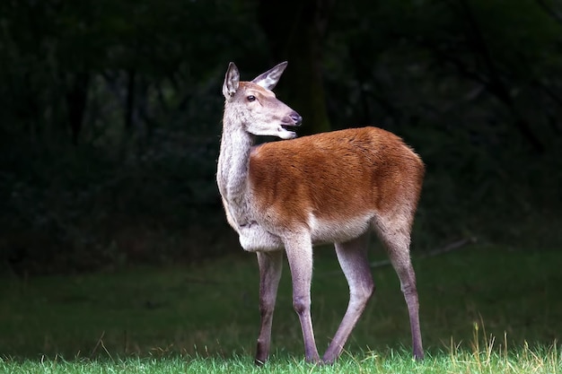 Herten staan in het veld.
