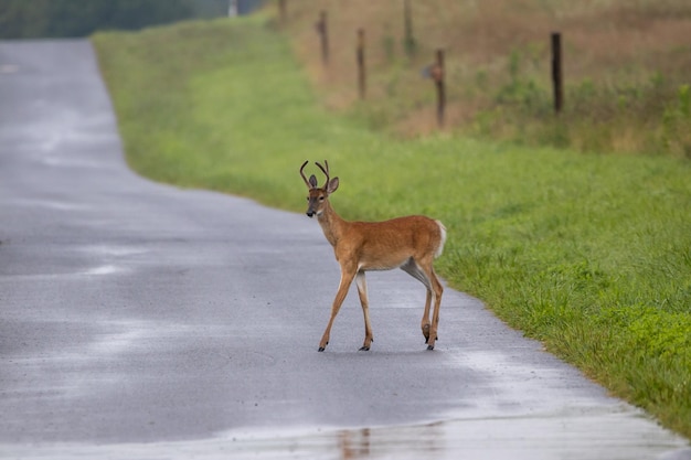 Foto herten staan op de weg.