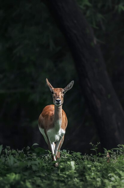 Foto herten staan op een boomstam in het bos.