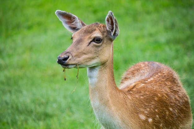 Herten staan op het grasveld.