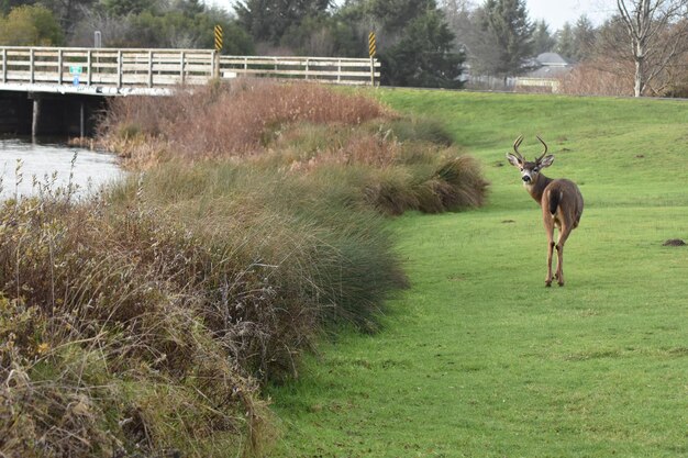 Foto herten staan op het grasveld.