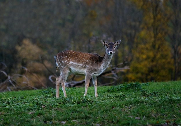 Herten staan op het veld in het bos.