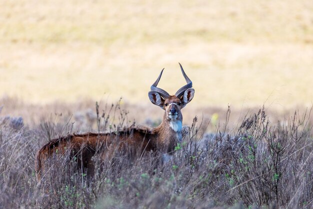 Foto herten staan op het veld.