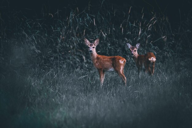 Foto herten staan op het veld.