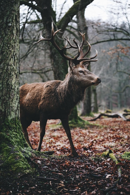 Herten staan te midden van kale bomen in het bos.