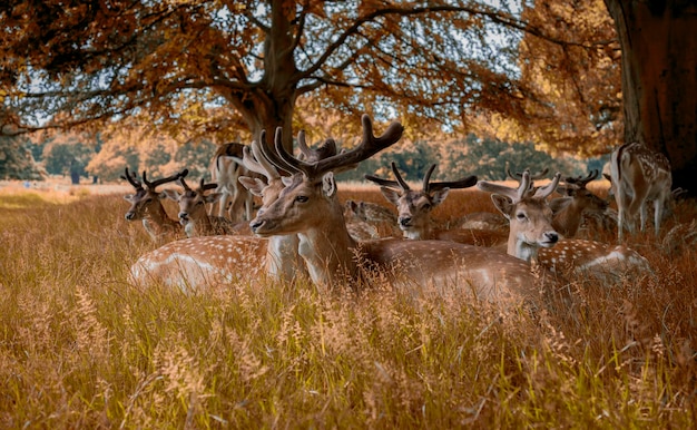 Foto herten staan te midden van planten in het bos.