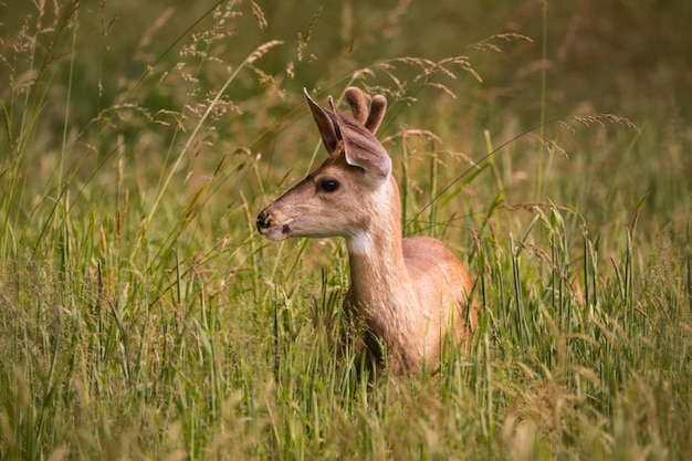 Herten staan te midden van planten op het veld.
