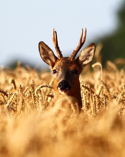 Herten te midden van tarwe in het veld
