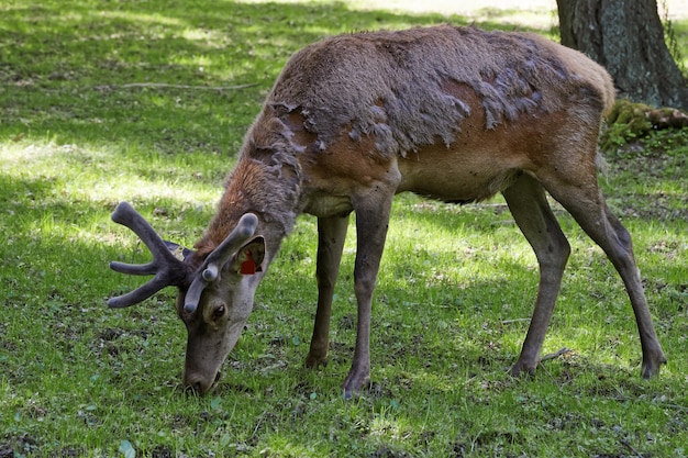 Herten tijdens het wisselen van vacht in Bialowieza National Park als onderdeel van Belovezhskaya Pushcha National Park in Polen.