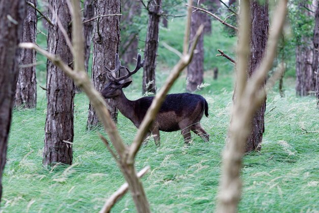 Foto herten tussen de bomen op het veld in het bos