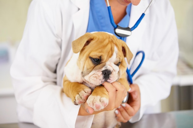 È al cento per cento sano e carino inquadratura di un veterinario che culla un cucciolo di bulldog su un lettino