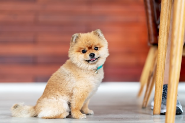 Het aanbiddelijke de hond glimlachen die van pomeranian camera bekijkt