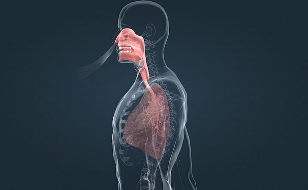 Het ademhalingssysteem is het netwerk van organen en weefsels die u helpen ademen