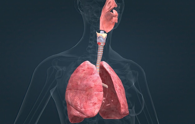 Het ademhalingssysteem is het netwerk van organen en weefsels die u helpen ademen