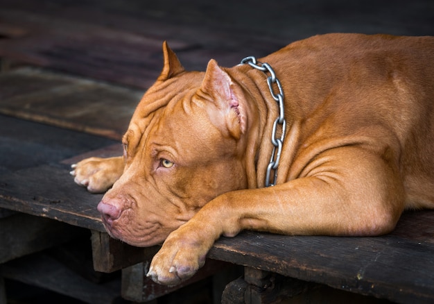 Het amerikaanse kuil bull terrier ontspannen op de houten vloer