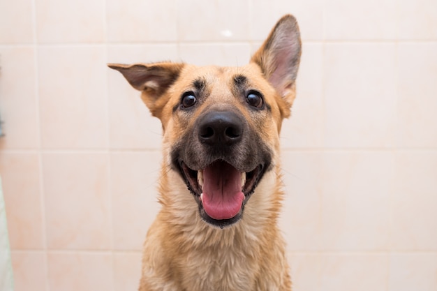 Het baden van de grappige hond van gemengd ras. Hond die een schuimbad neemt. Verzorgende hond.