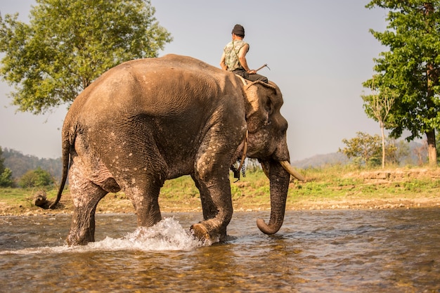 Het baden van de olifant in de rivier na de voltooiing van opleidingsolifanten