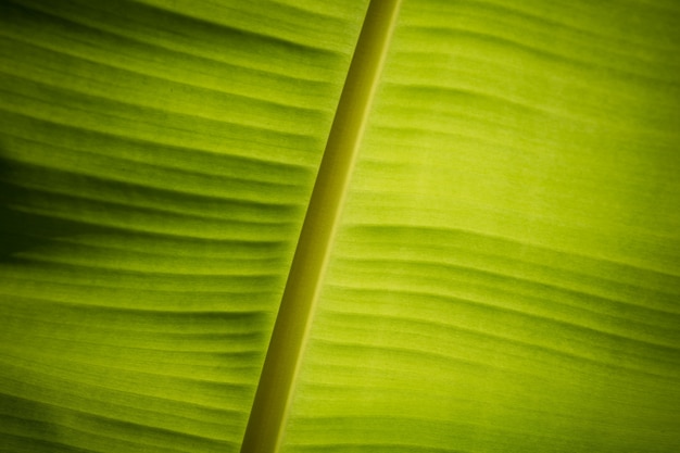 Het banaanblad sluit gedetailleerde achtergrond